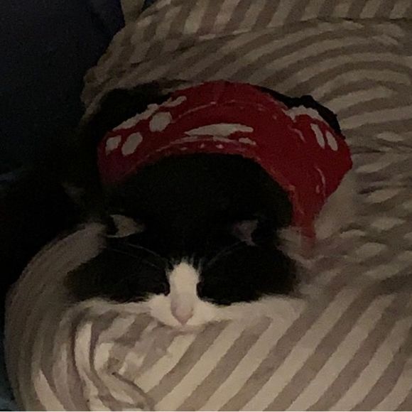 PET Cute Costume Clothes Sweater Vest Christmas Santa Cat Dog Like NEW Red White - Picture 3 of 5